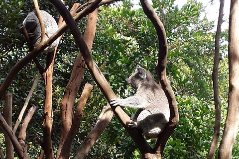 Small-Group Blue Mountains Tour With Bush Walks And Featherdale Wildlife Park - Accommodation Port Macquarie 5