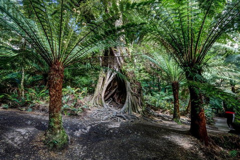 Adelaide To Melbourne 3-Day Trip Through Grampians And Great Ocean Road - Accommodation Port Macquarie 0