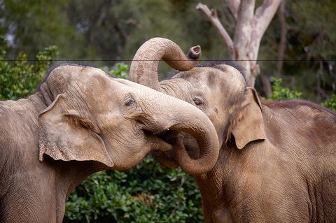 Melbourne Zoo General Entry Ticket - Accommodation Port Macquarie 0