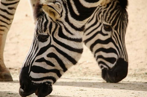 Melbourne Zoo General Entry Ticket - Accommodation Port Macquarie 1