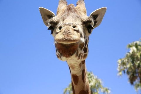 Melbourne Zoo General Entry Ticket - Accommodation Port Macquarie 2