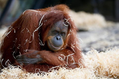 Melbourne Zoo General Entry Ticket - Accommodation Port Macquarie 3