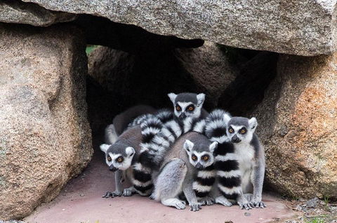 Melbourne Zoo General Entry Ticket - Accommodation Port Macquarie 4