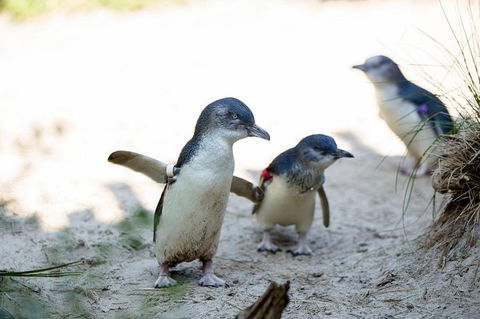 Melbourne Zoo General Entry Ticket - Accommodation Port Macquarie 5