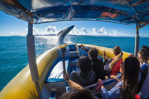 Ocean Rafting Tour To Whitehaven Beach, Hill Inlet Lookout & Top Snorkel Spots - Accommodation Port Macquarie 4