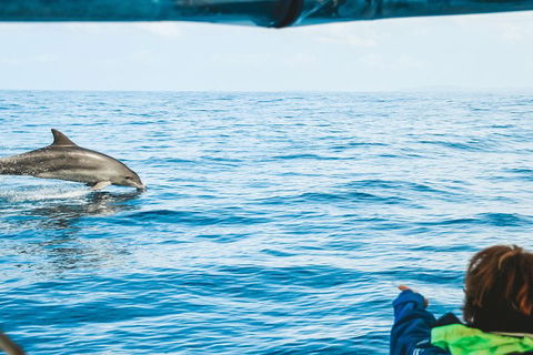 Cruise With Dolphins In Byron Bay - Accommodation Port Macquarie 0