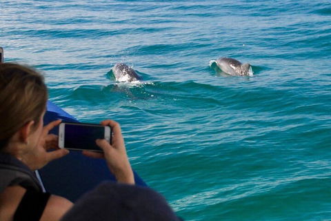 Cruise With Dolphins In Byron Bay - Accommodation Port Macquarie 1