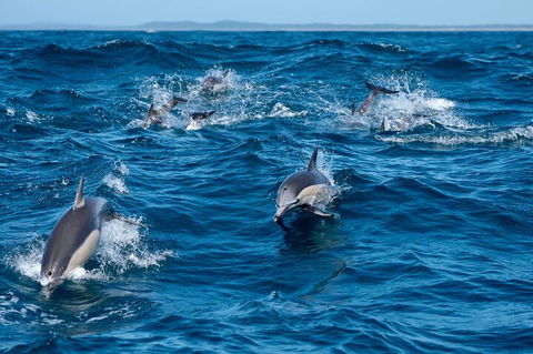 Cruise With Dolphins In Byron Bay - Accommodation Port Macquarie 2