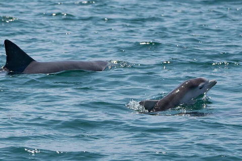 Cruise With Dolphins In Byron Bay - Accommodation Port Macquarie 5