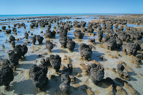 7-Day Exmouth Explorer Via Pinnacles Monkey Mia Ningaloo Reef Returning To Perth - Accommodation Port Macquarie 3