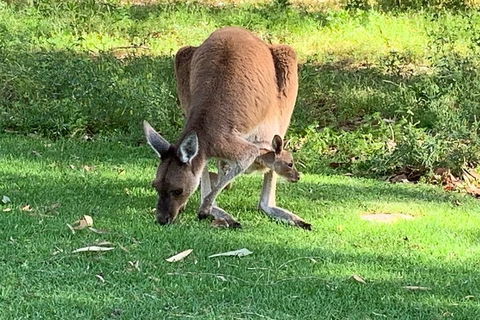 Pinnacles Day Trip From Perth Including Yanchep National Park - Accommodation Port Macquarie 4