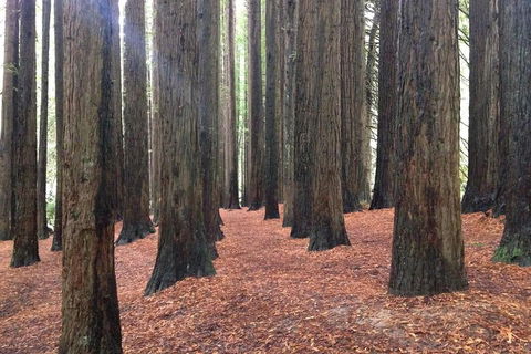 Great Ocean Road & Phillip Island - 2 Days, 1 Night - Accommodation Port Macquarie 0