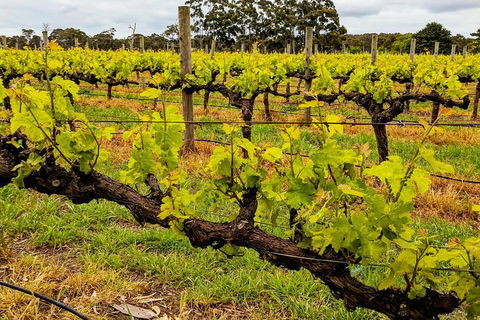 Margaret River Indulge And Discover Day Tour - Accommodation Port Macquarie 5