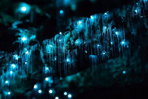 Hinterland Magic & Glow-worm Experience - Accommodation Port Macquarie 1