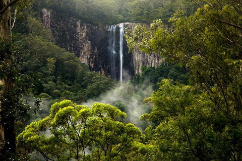 Hinterland Magic & Glow-worm Experience - Accommodation Port Macquarie 4