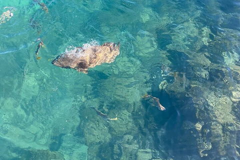 Aquascene Magnetic Island Discovery Tour - Accommodation Port Macquarie 1