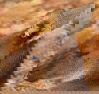 Australian animals Seascape and Sunset Photography Tour - Accommodation Port Macquarie