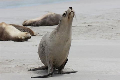 Kangaroo Island Personal Group Tours - Accommodation Port Macquarie 4
