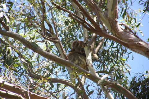 Stradbroke Island 4WD Day Trip From Brisbane - Accommodation Port Macquarie 0