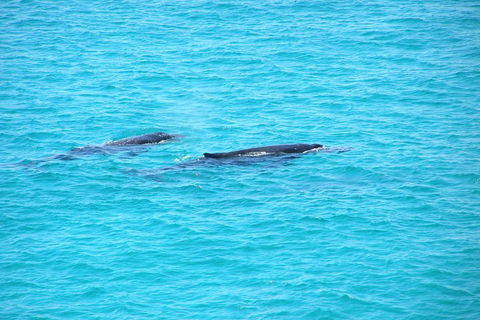 Stradbroke Island 4WD Day Trip From Brisbane - Accommodation Port Macquarie 4