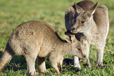 LGBT+ Friendly Full Day Phillip Island Private Tour - Accommodation Port Macquarie 3