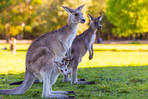 LGBT+ Friendly Full Day Phillip Island Private Tour - Accommodation Port Macquarie 4