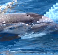 Jervis Bay Dolphin Watch Cruise - Accommodation Port Macquarie