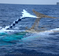 Whale Watching Jervis Bay - Accommodation Port Macquarie