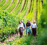 Tasmanian Wine Tour