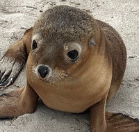 Kangaroo Island Scenic Trail Tour - Accommodation Port Macquarie