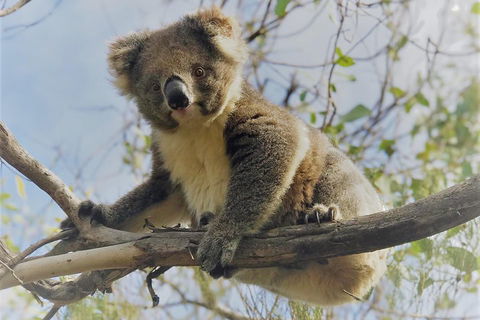 Kangaroo Island Scenic Trail Tour - Accommodation Port Macquarie 2