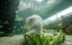 SEA LIFE Sydney Aquarium Entrance Ticket - thumb 2