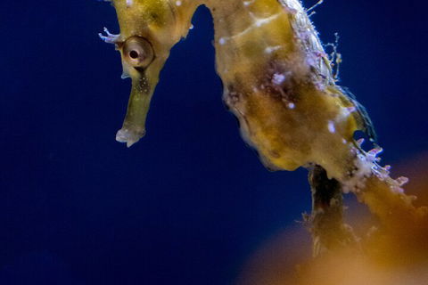 SEA LIFE Sydney Aquarium Entrance Ticket - Accommodation Port Macquarie 4