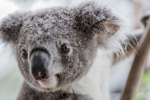 Ultimate Sydney Pass - Accommodation Port Macquarie 2
