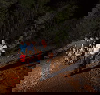 Alice Springs Desert Park Nocturnal Tour - Accommodation Port Macquarie