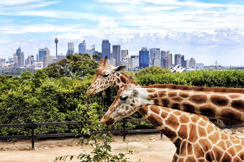 Go City | Sydney Explorer Pass With 20+ Attractions And Tours - Accommodation Port Macquarie 2