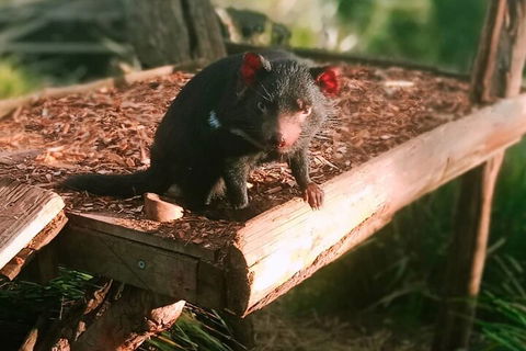 Bonorong Wildlife Park And Richmond Afternoon Tour From Hobart - Accommodation Port Macquarie 4