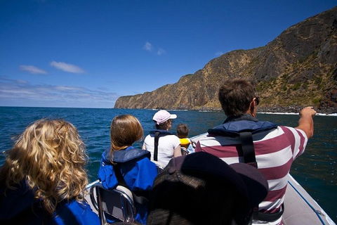 Seal Island Boat Tour From Victor Harbor - Accommodation Port Macquarie 0