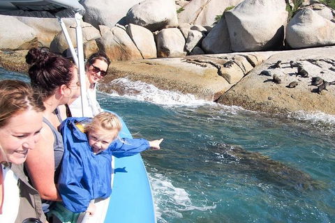 Seal Island Boat Tour From Victor Harbor - Accommodation Port Macquarie 4