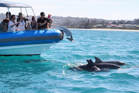 Seal Island Boat Tour From Victor Harbor - Accommodation Port Macquarie 5