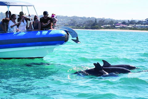 Southern Ocean Adventure From Victor Harbor - Accommodation Port Macquarie 2