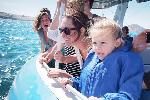 Southern Ocean Adventure From Victor Harbor - Accommodation Port Macquarie 4
