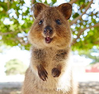 Discover Rottnest with Ferry  Bus Tour from Perth or Fremantle - Accommodation Port Macquarie