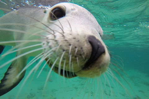 6-Day Eyre Peninsula & Flinders Ranges Adventure Tour - Accommodation Port Macquarie 2