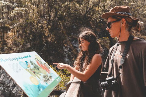 Springbrook AndTamborine Rainforest Tour Incl Natural Bridge And Glow Worm Cave - Accommodation Port Macquarie 0