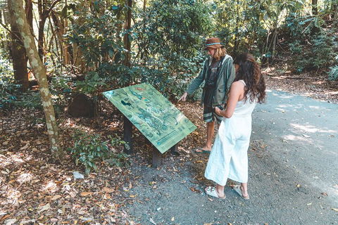 Springbrook AndTamborine Rainforest Tour Incl Natural Bridge And Glow Worm Cave - Accommodation Port Macquarie 5