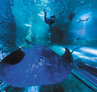 Snorkel with Sharks at AQWA - Accommodation Port Macquarie