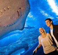 Dive with Sharks at AQWA - Accommodation Port Macquarie