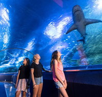 Lunch and General Admission Entry at AQWA - Accommodation Port Macquarie