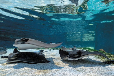 Lunch And General Admission Entry At AQWA - Accommodation Port Macquarie 1